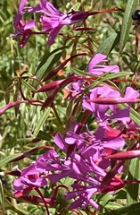 Clarkia concinna