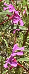 Clarkia concinna