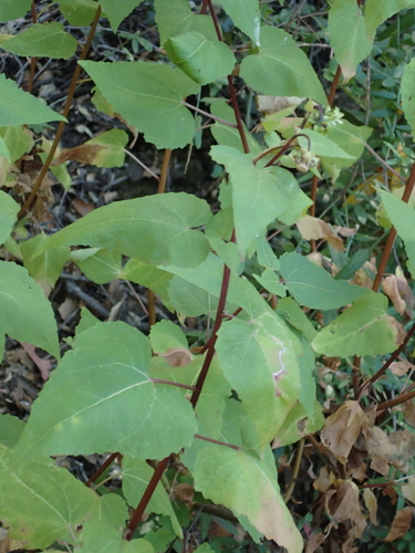 iNaturalist observation photo of canyon sunflower