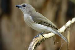 Pachycephala simplex