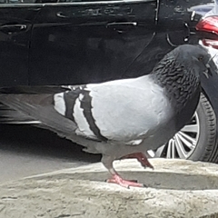 Columba livia domestica