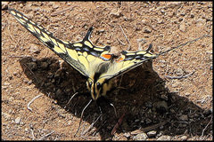 Papilio machaon oregonius