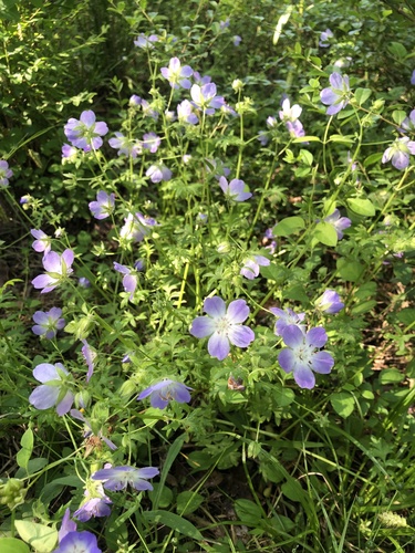 Largeflower baby blue eyes (Nemophila phacelioides)