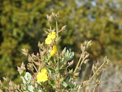 Cistus atriplicifolius