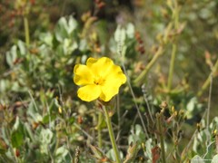 Cistus atriplicifolius