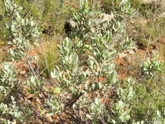 Cistus atriplicifolius