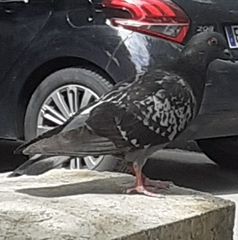 Columba livia domestica