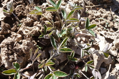 Trifolium gymnocarpon