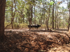 Bos gaurus