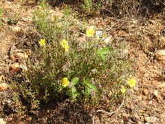 Bituminaria bituminosa