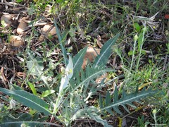 Leuzea conifera