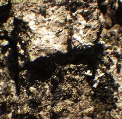 Technomyrmex difficilis