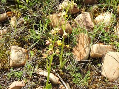 Ophrys sphegodes