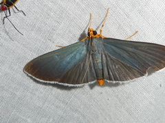 Elysius