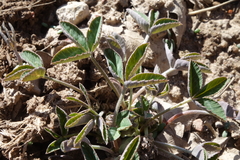 Trifolium gymnocarpon