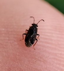 Stygnocoris fuligineus