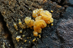 Dacrymyces