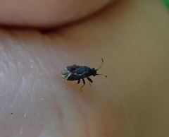 Stygnocoris fuligineus