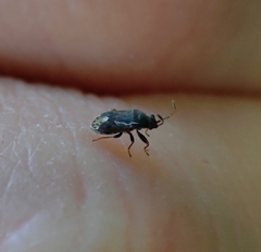 Stygnocoris fuligineus