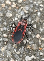 Haematoloecha nigrorufa