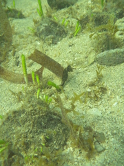 Hippocampus mohnikei