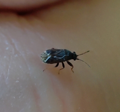 Stygnocoris fuligineus