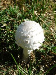 Macrolepiota zeyheri