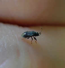 Stygnocoris fuligineus