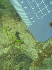 Hippocampus mohnikei