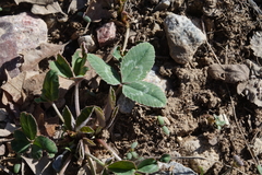 Trifolium gymnocarpon