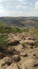 Colophospermum mopane