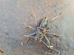 Acanthoplus