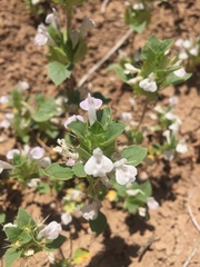 Acanthomintha obovata cordata