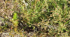 Phyllanthus heterophyllus