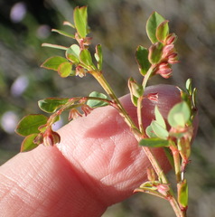 Phyllanthus heterophyllus
