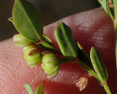 Phyllanthus heterophyllus