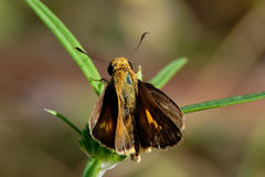 Parnara amalia