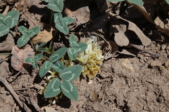 Trifolium gymnocarpon