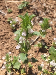Acanthomintha obovata cordata