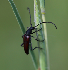 Stenurella approximans