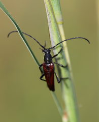 Stenurella approximans