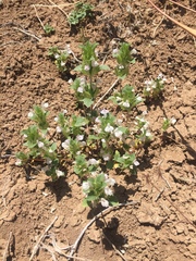 Acanthomintha obovata cordata