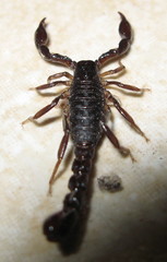 Bothriurus araguayae