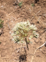Allium howellii clokeyi