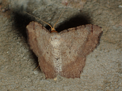 Macaria bicolorata