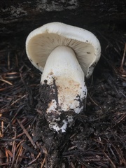 Tricholoma smithii