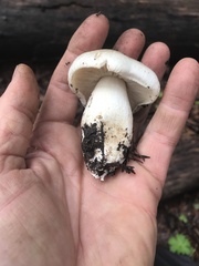 Tricholoma smithii