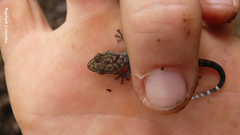 Phyllodactylus palmeus