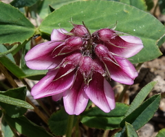 Trifolium brandegeei