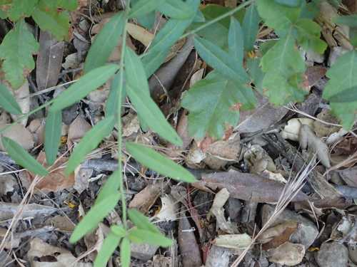 iNaturalist observation photo of Rhinotropis